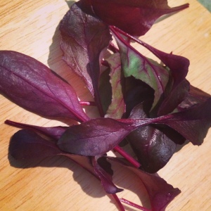 Beetroot leaves for cooking